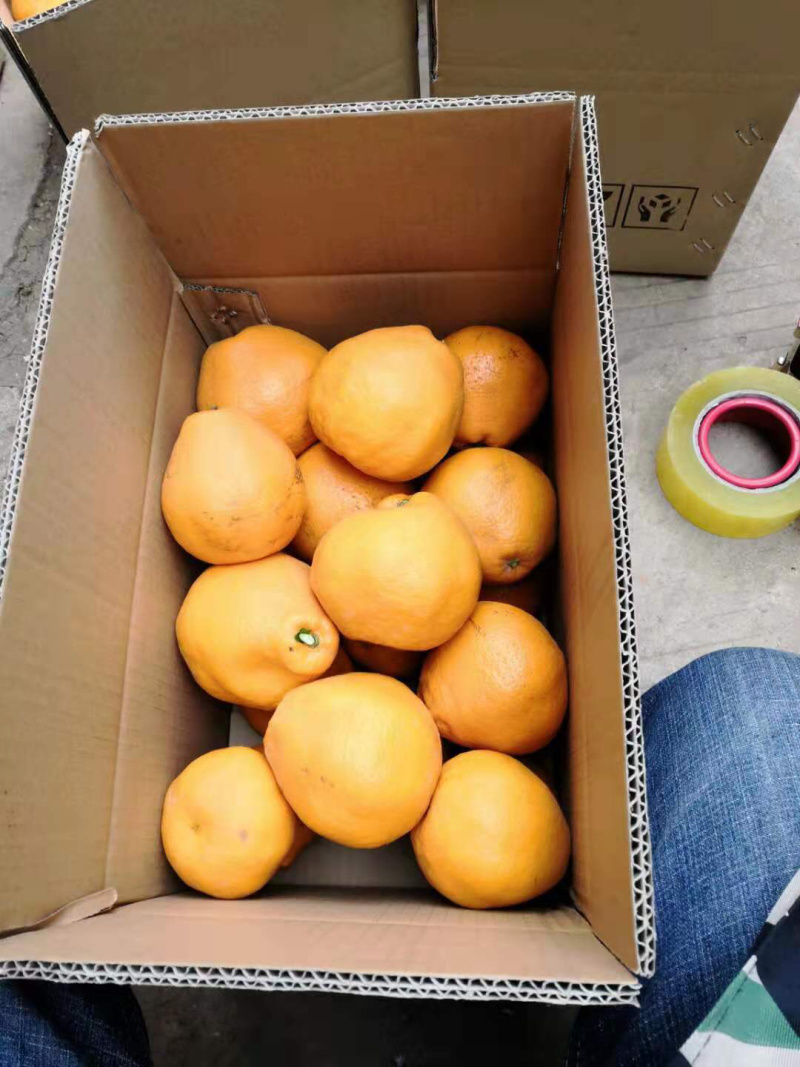 脐橙金堂脐橙可一件代发口感细嫩化渣，大量上市