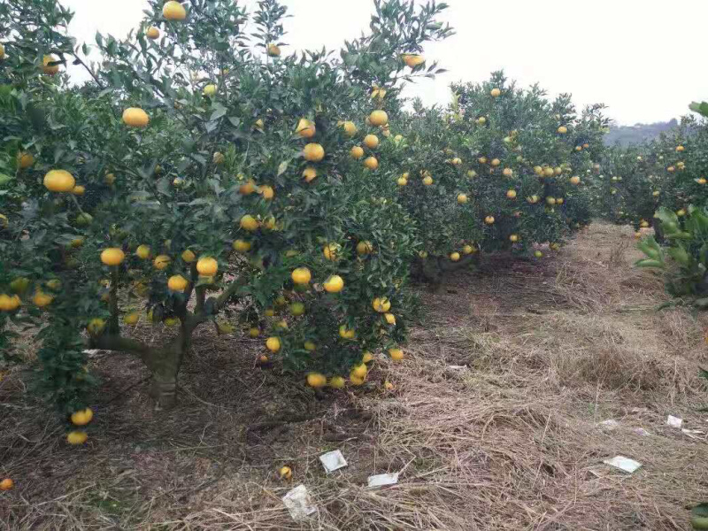 脐橙金堂脐橙可一件代发口感细嫩化渣，大量上市
