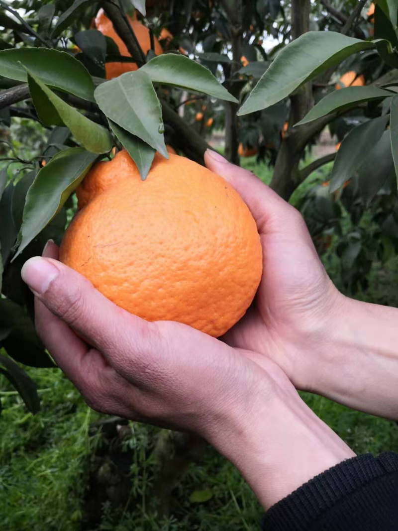 脐橙金堂脐橙可一件代发口感细嫩化渣，大量上市