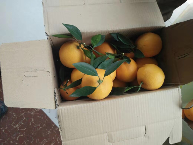 脐橙金堂脐橙可一件代发口感细嫩化渣，大量上市