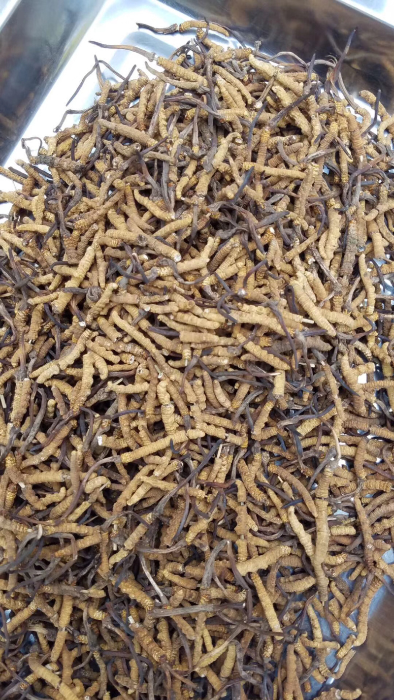 冬虫夏草，断草