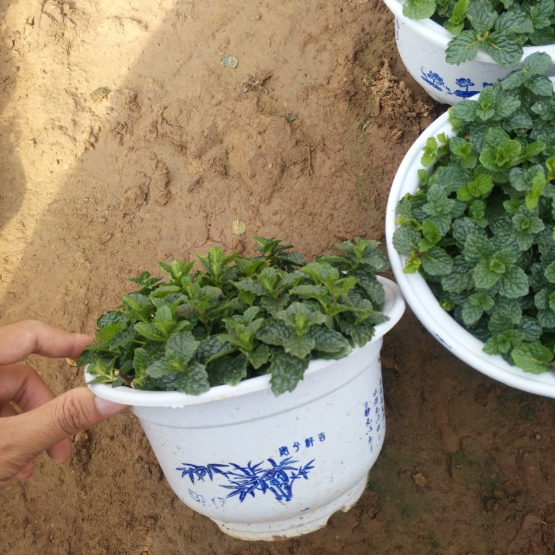 美国薄荷180白盆可食用薄荷盆栽，办公室绿植薄荷苗