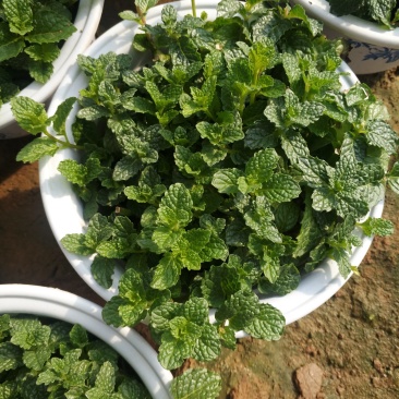 美国薄荷180白盆可食用薄荷盆栽，办公室绿植薄荷苗