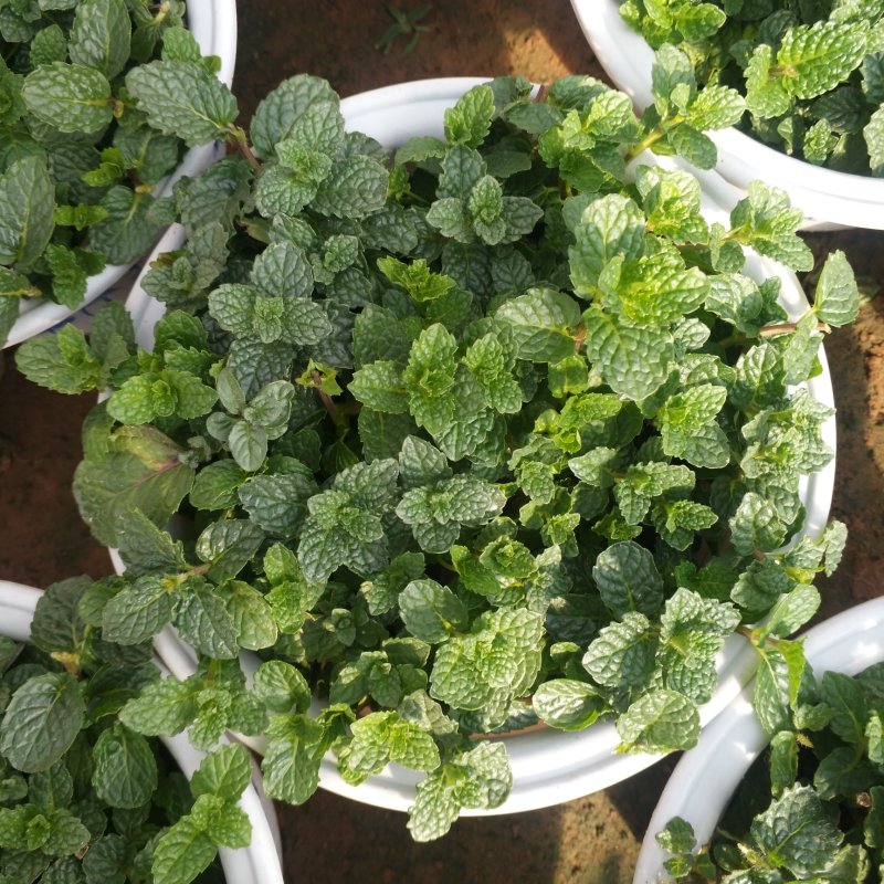 美国薄荷180白盆可食用薄荷盆栽，办公室绿植薄荷苗