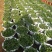 美国薄荷180白盆可食用薄荷盆栽，办公室绿植薄荷苗