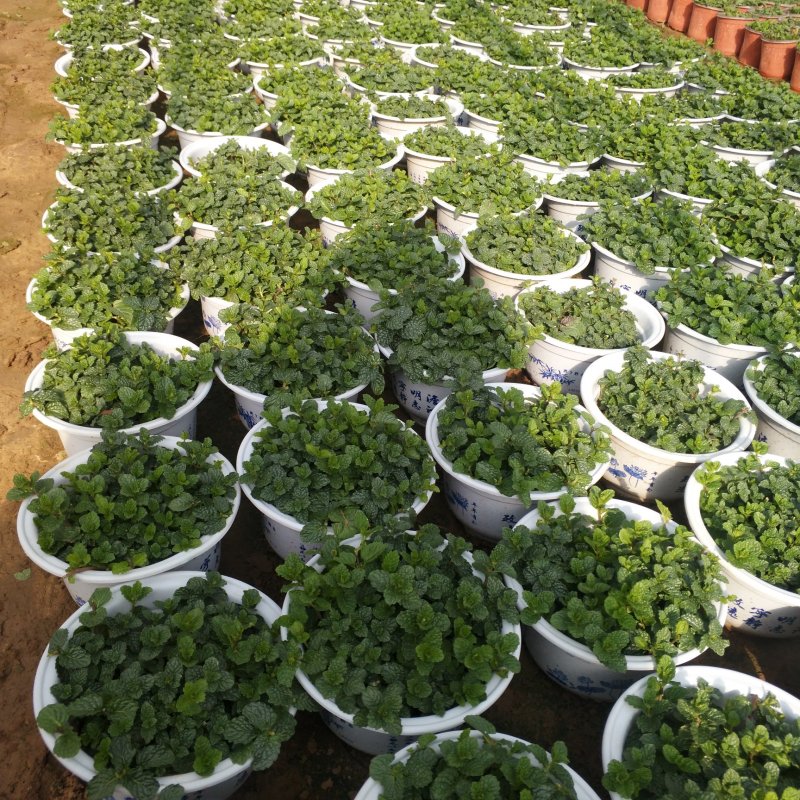 美国薄荷180白盆可食用薄荷盆栽，办公室绿植薄荷苗