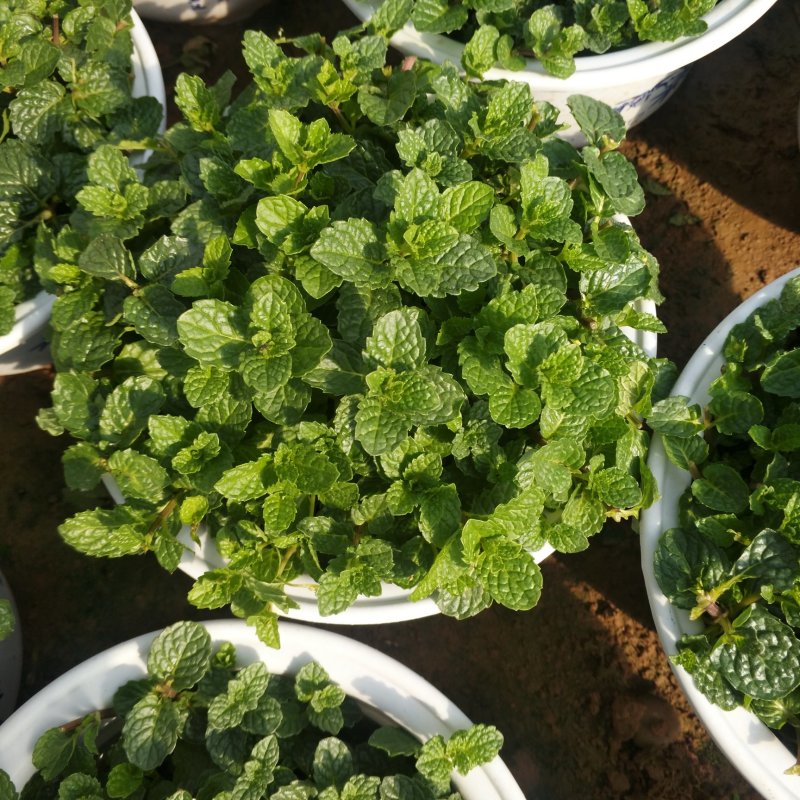 美国薄荷180白盆可食用薄荷盆栽，办公室绿植薄荷苗