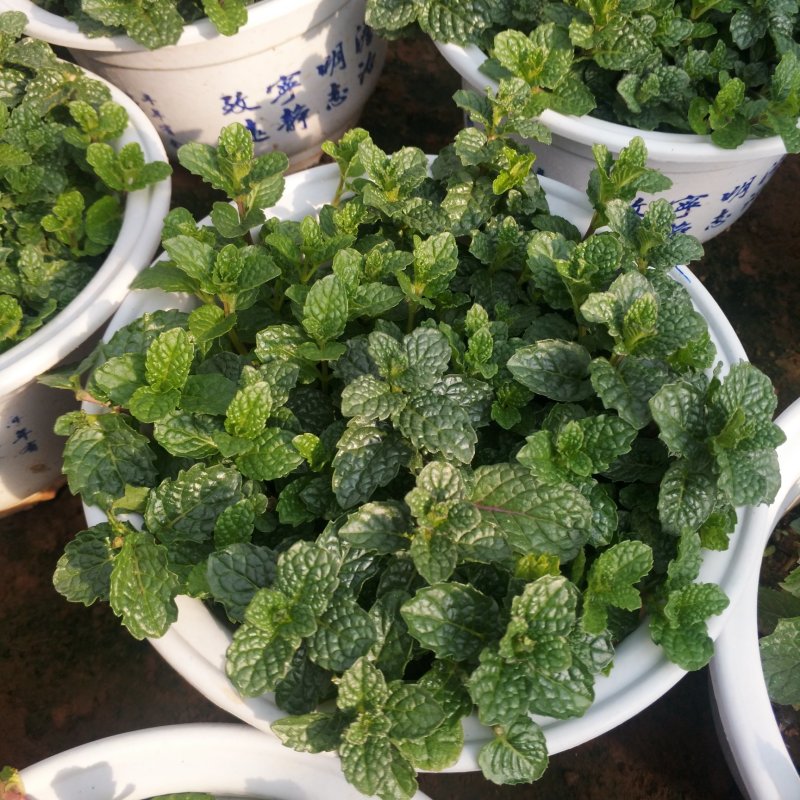 美国薄荷180白盆可食用薄荷盆栽，办公室绿植薄荷苗