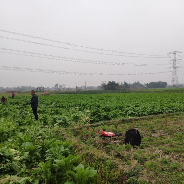 窝笋大量上市产地直销质量保证可长期合作6000起配