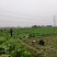窝笋大量上市产地直销质量保证可长期合作6000起配