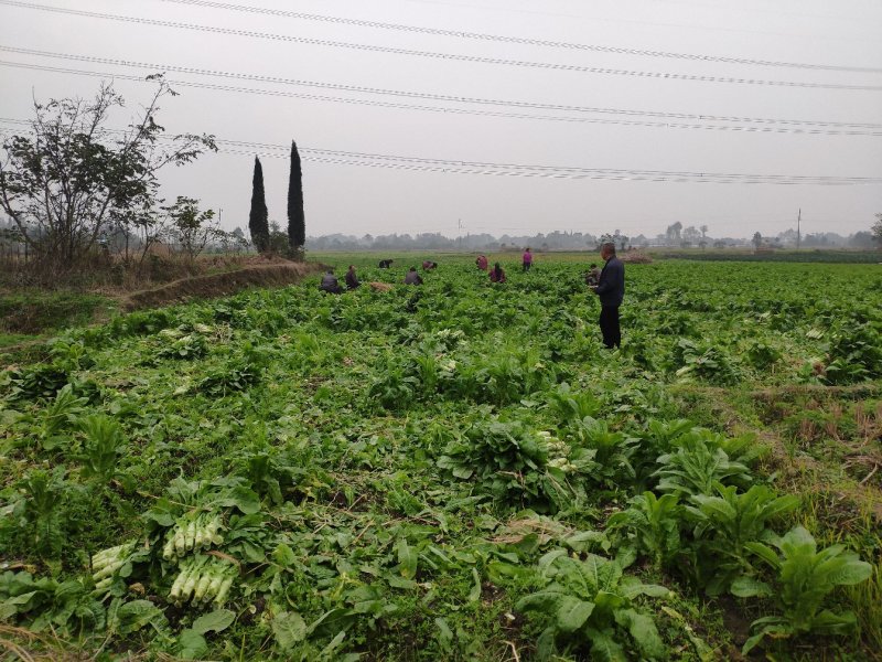 窝笋大量上市产地直销质量保证可长期合作6000起配