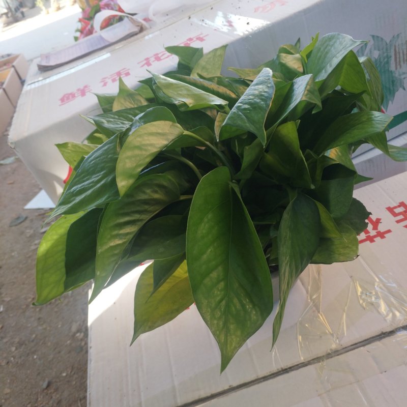 绿萝180白盆爆盆绿萝，整箱绿萝包邮发货，12盆绿萝包邮