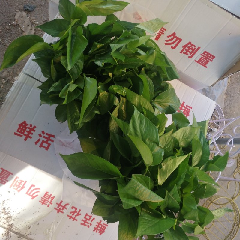 绿萝180白盆爆盆绿萝，整箱绿萝包邮发货，12盆绿萝包邮
