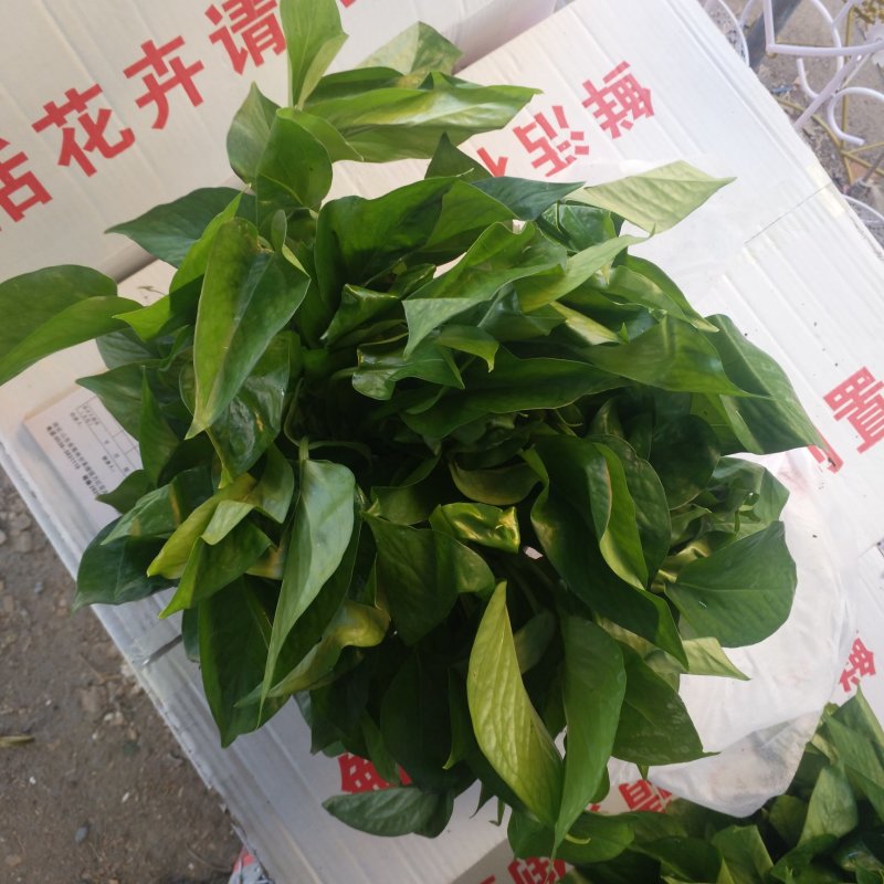 绿萝180白盆爆盆绿萝，整箱绿萝包邮发货，12盆绿萝包邮