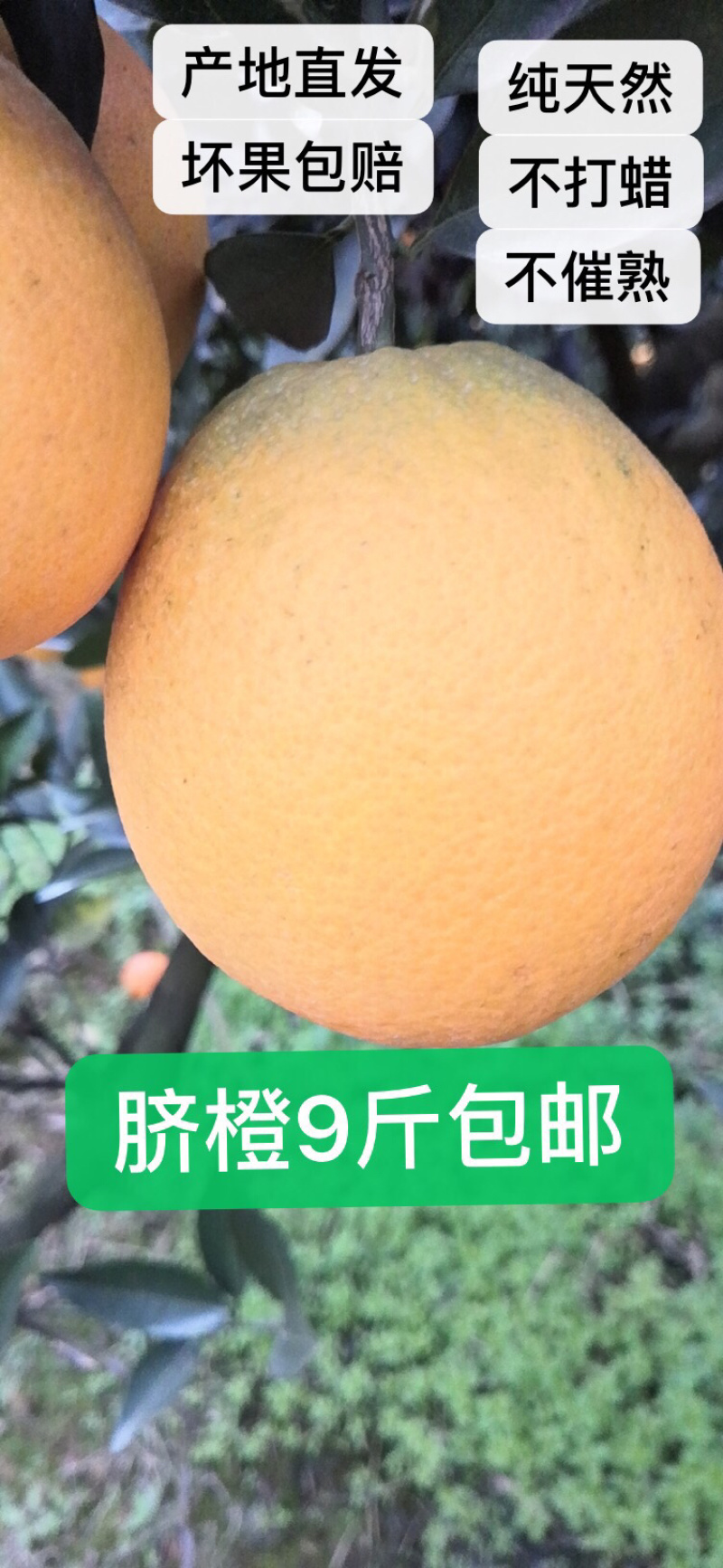 金堂脐橙一件代发，9斤包邮双十一大促销火爆进行中