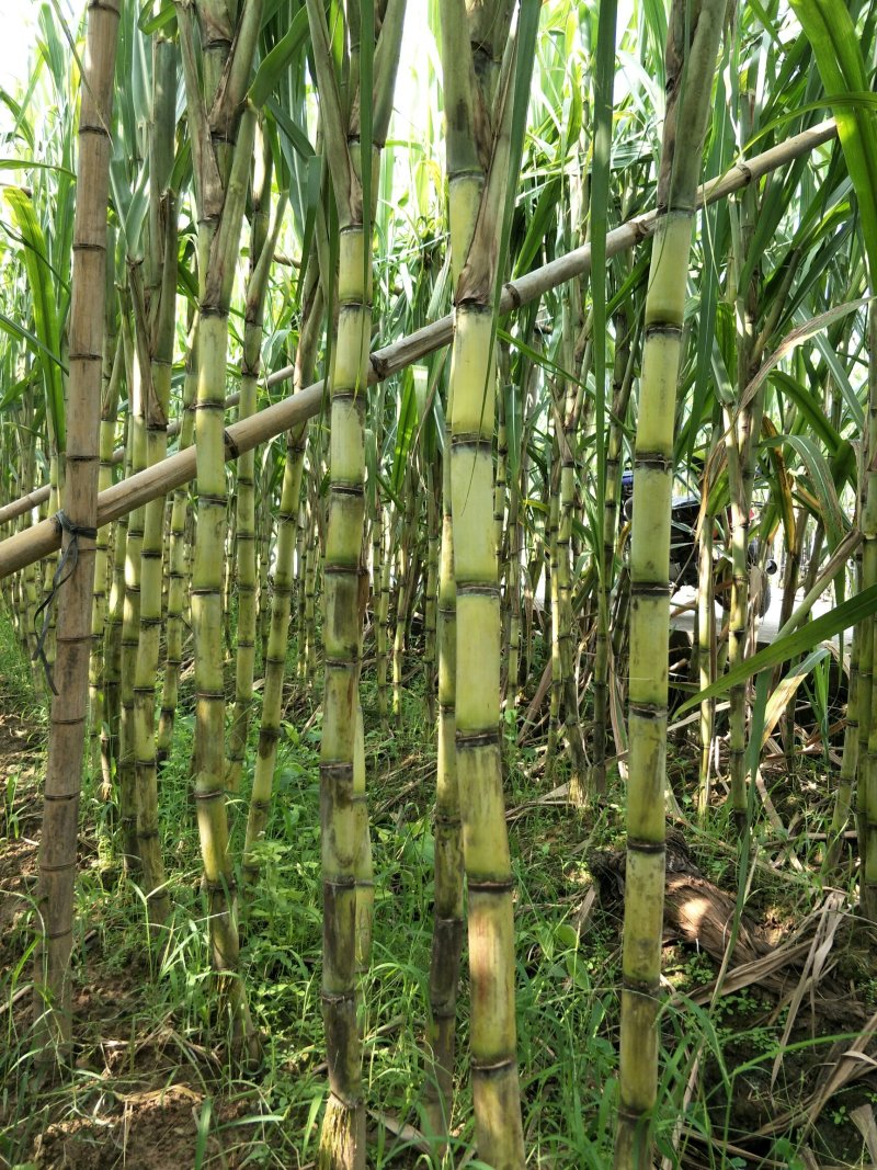 番禺甘蔗上市了，欢迎全国客户过来订购