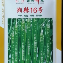 一代交配，袁隆平高科出品1000粒湖南湘研湘辣16号种子