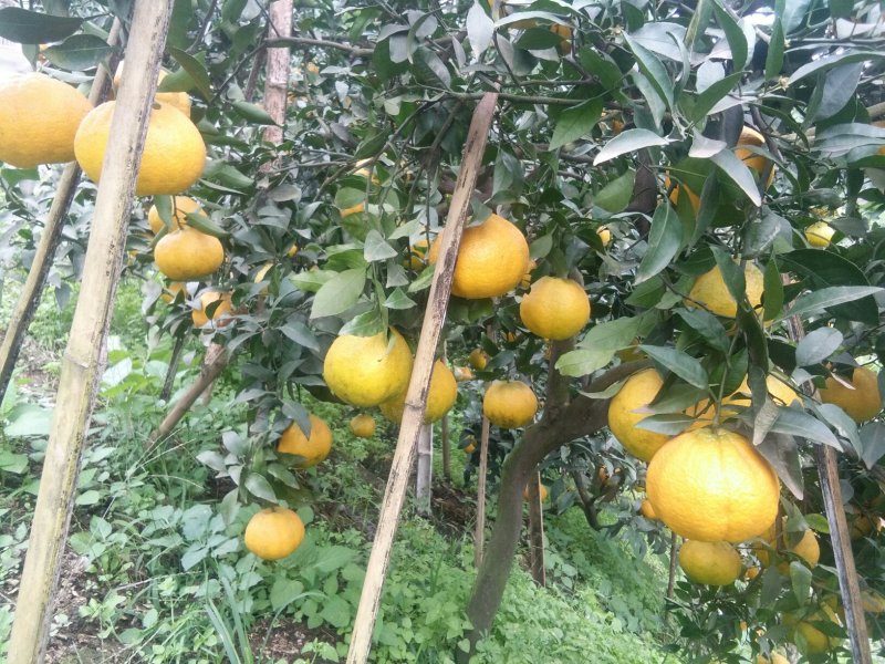 丑桔（不知火）大量上市了