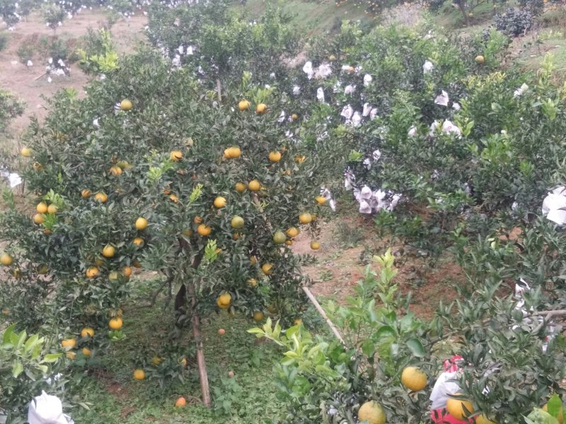 丑桔（不知火）大量上市了