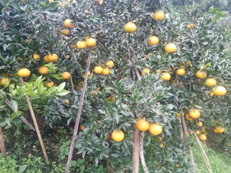 丑桔（不知火）大量上市了