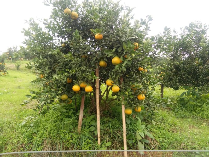 丑桔（不知火）大量上市了