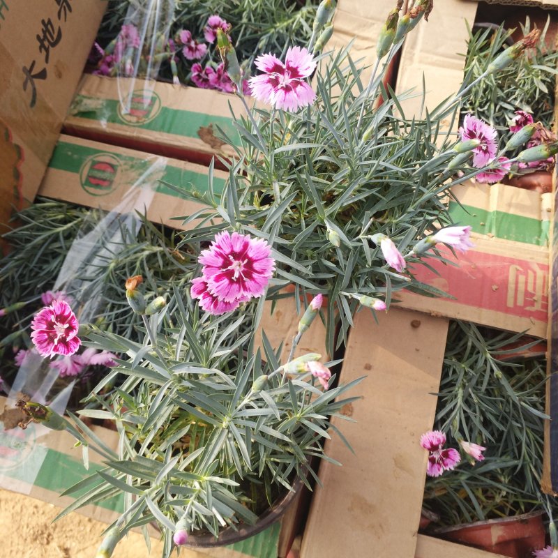彩虹石竹110双色盆，耐寒开花石竹植物，耐热长期开花彩虹