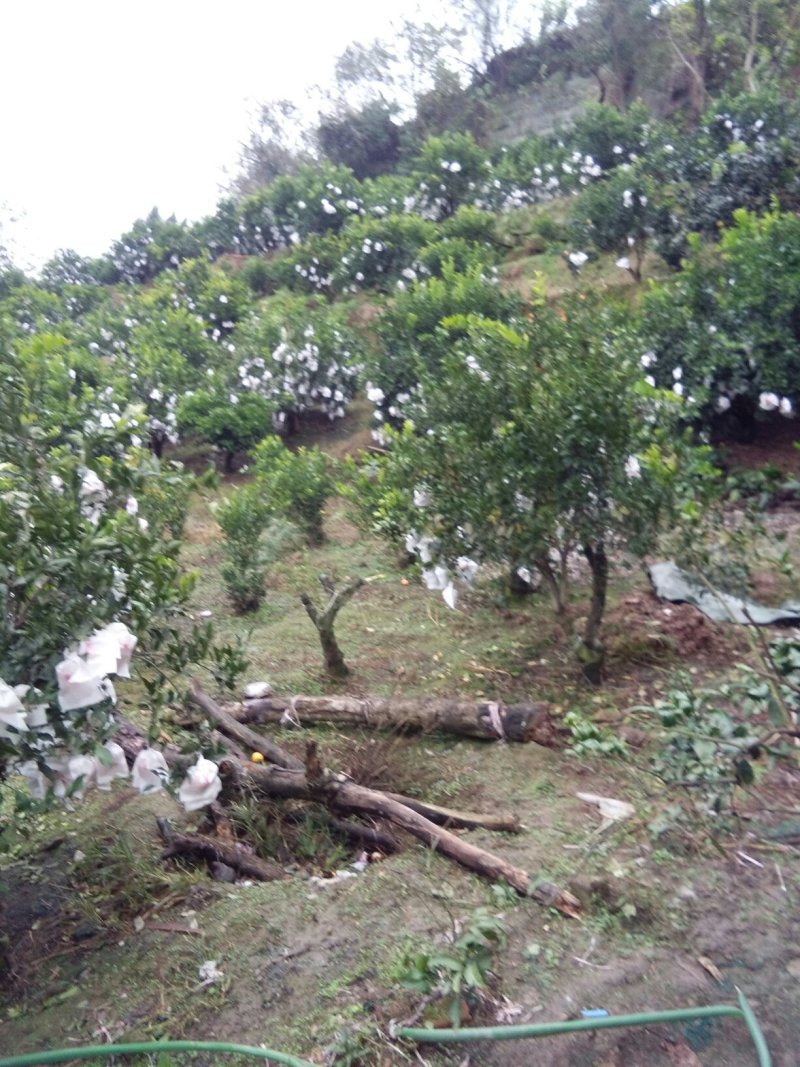耙耙柑（春见）大量上市中，欢迎各地经销商来电洽谈