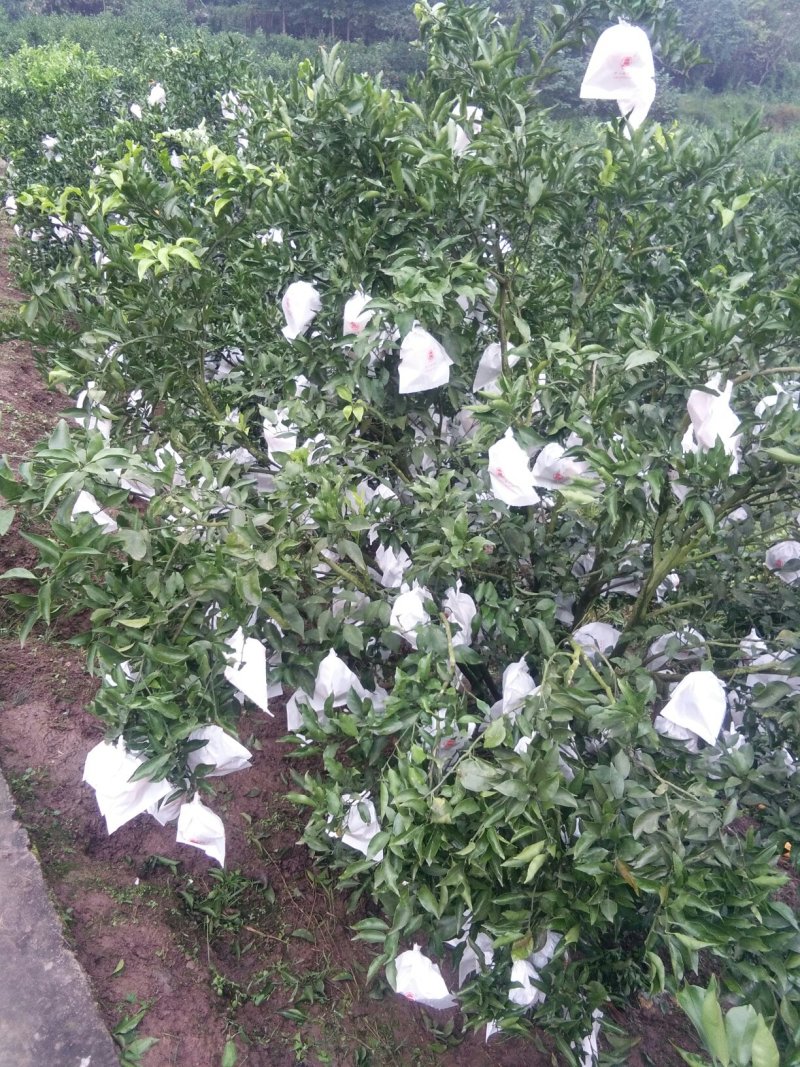 耙耙柑（春见）大量上市中，欢迎各地经销商来电洽谈