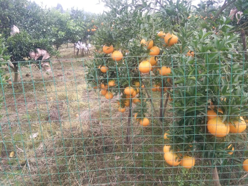 耙耙柑（春见）大量上市中，欢迎各地经销商来电洽谈