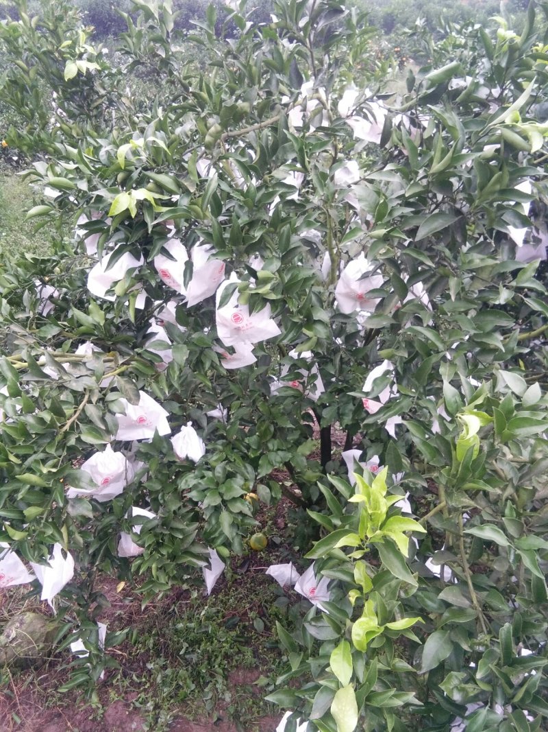 耙耙柑（春见）大量上市中，欢迎各地经销商来电洽谈