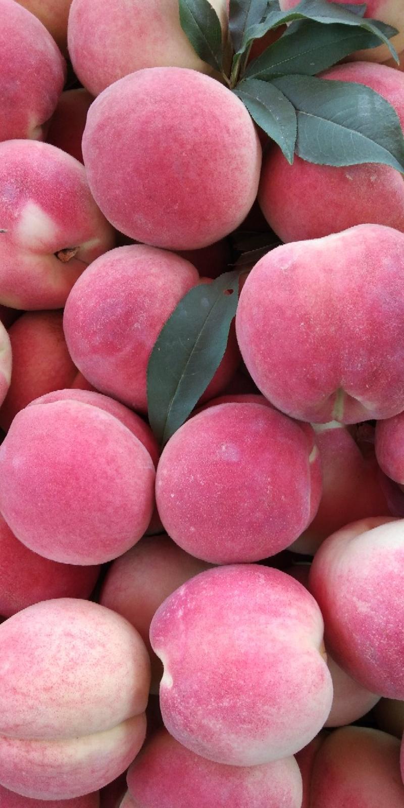 万亩精品冬桃大量供应，质量好，口感脆甜，产地直供欢迎订购