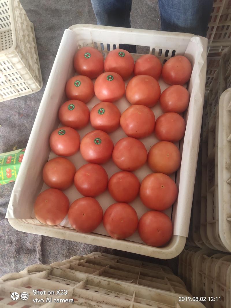 粉优西红柿~硬粉西红柿，沙瓤西红柿~全年长期大量供应。
