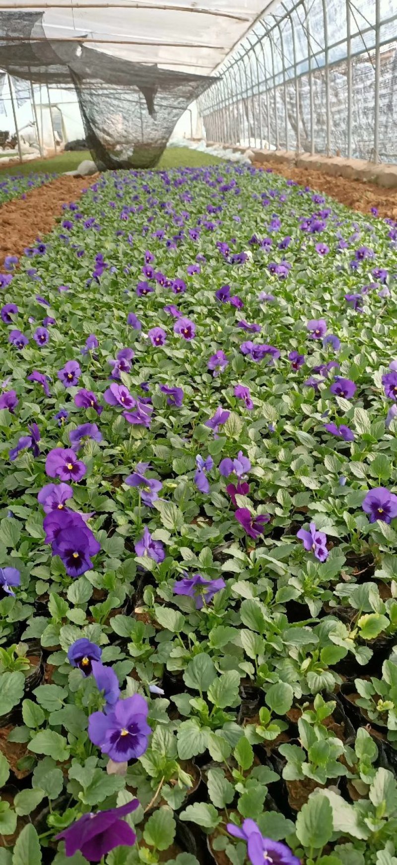 三色堇基地种植绿化工程用苗花海打造营养杯双色盆多规格