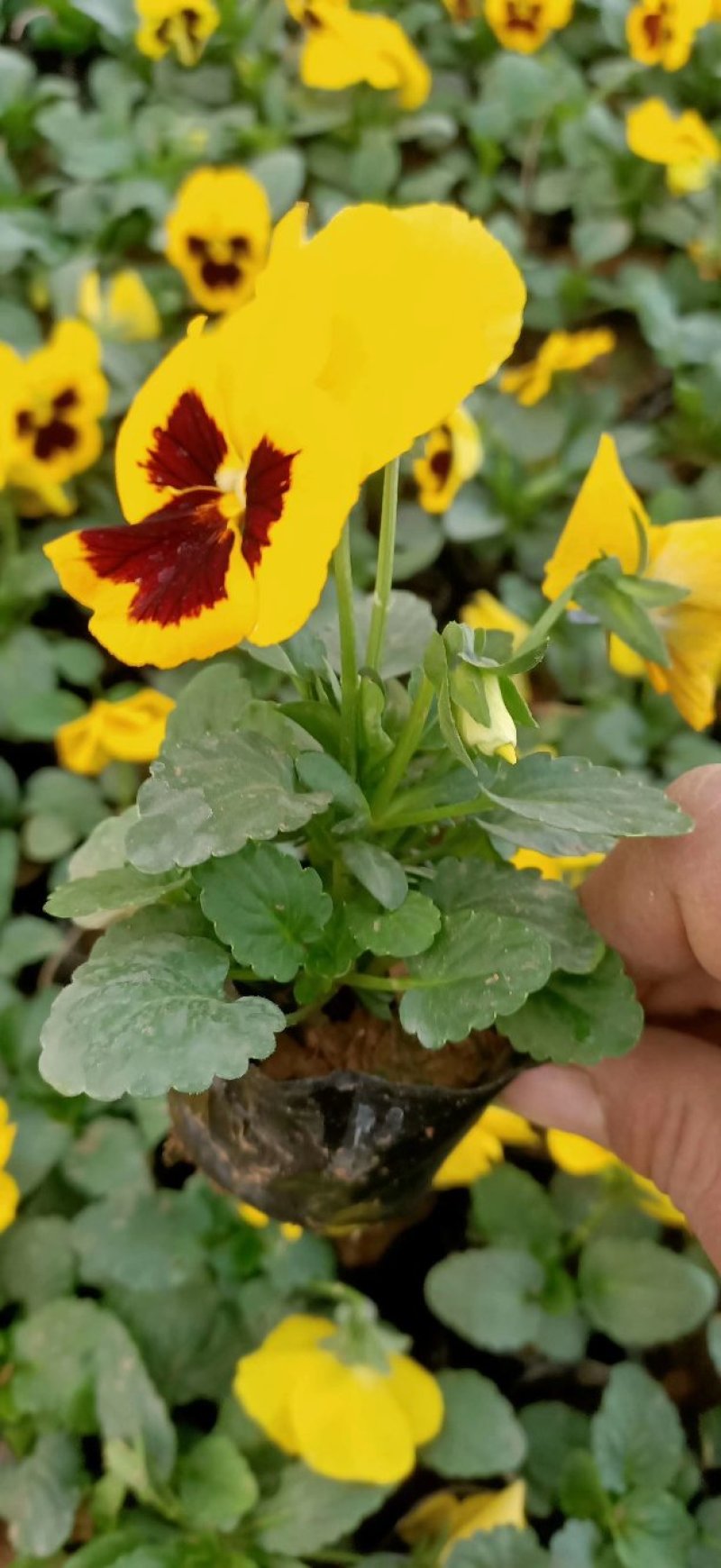 三色堇基地种植绿化工程用苗花海打造营养杯双色盆多规格