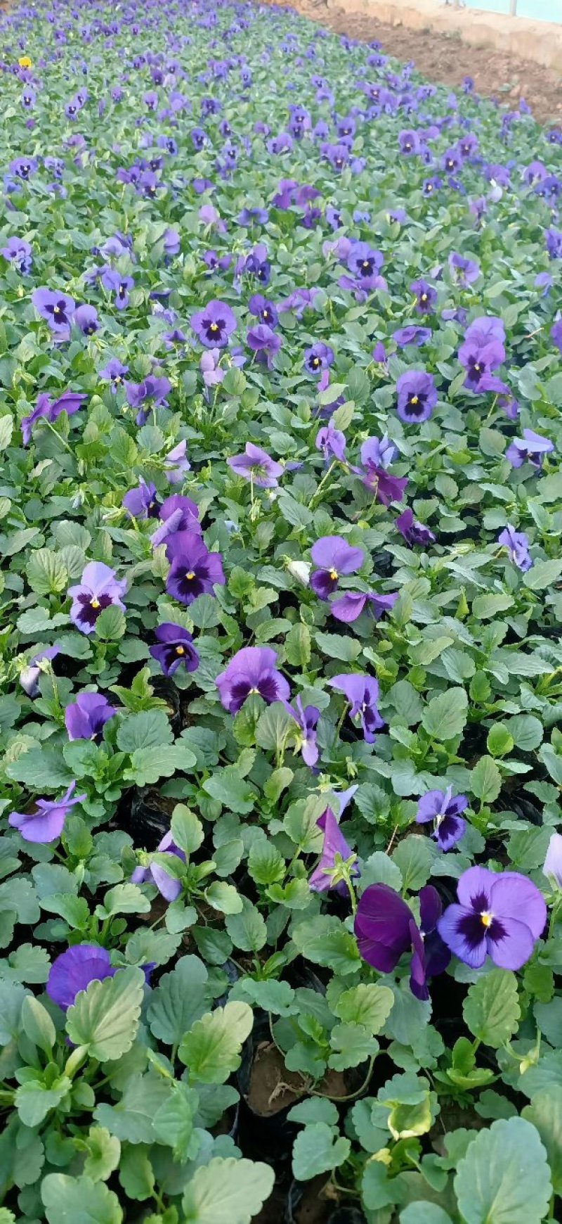三色堇基地种植绿化工程用苗花海打造营养杯双色盆多规格