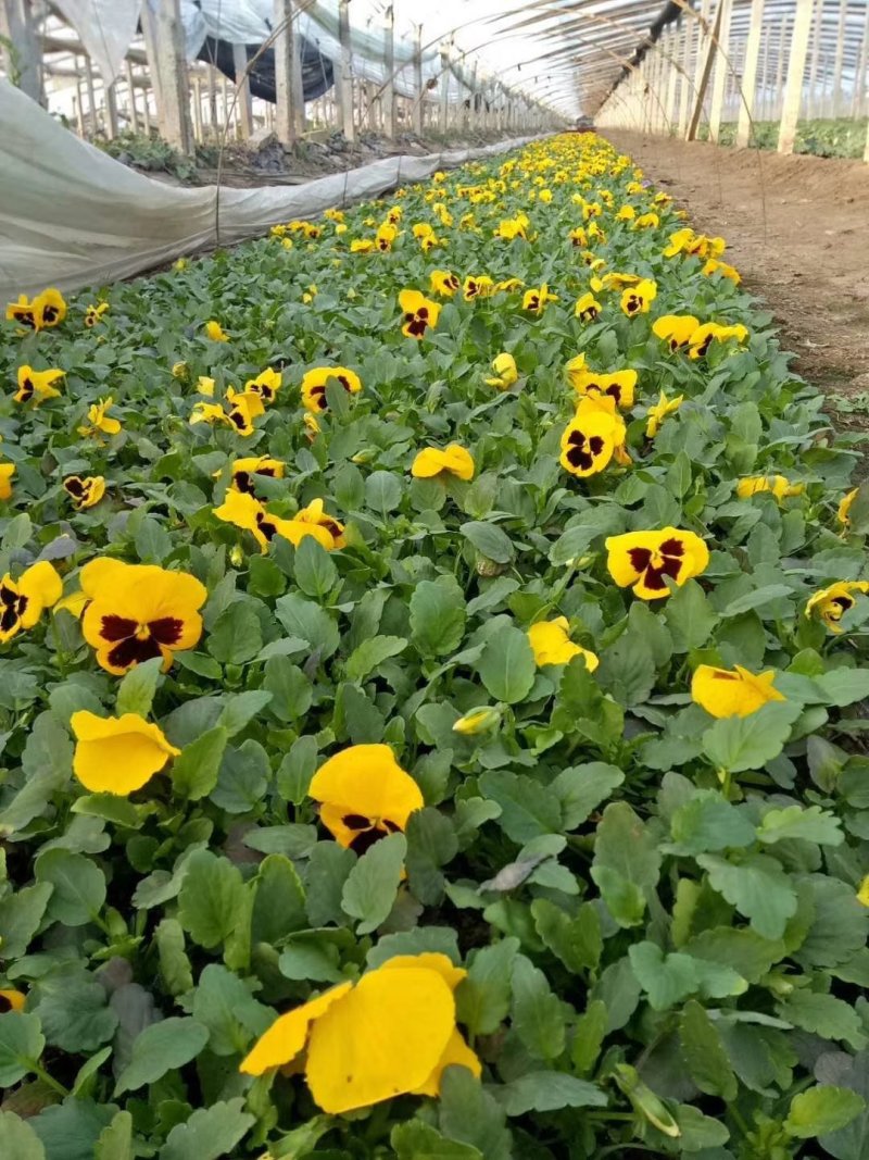 三色堇基地种植绿化工程用苗花海打造营养杯双色盆多规格