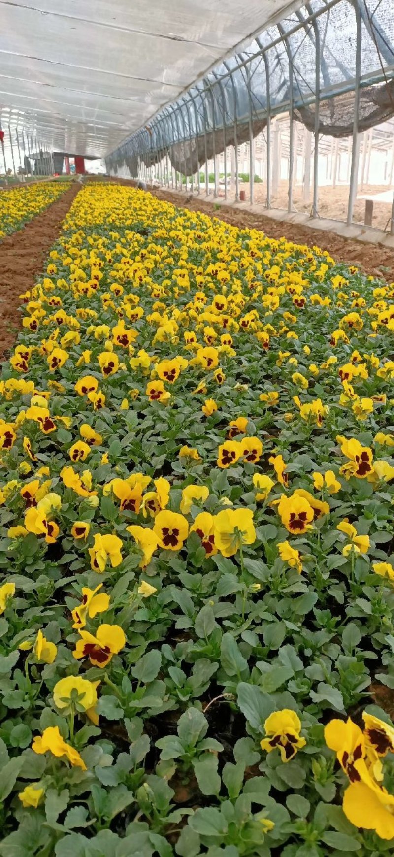 三色堇基地种植绿化工程用苗花海打造营养杯双色盆多规格