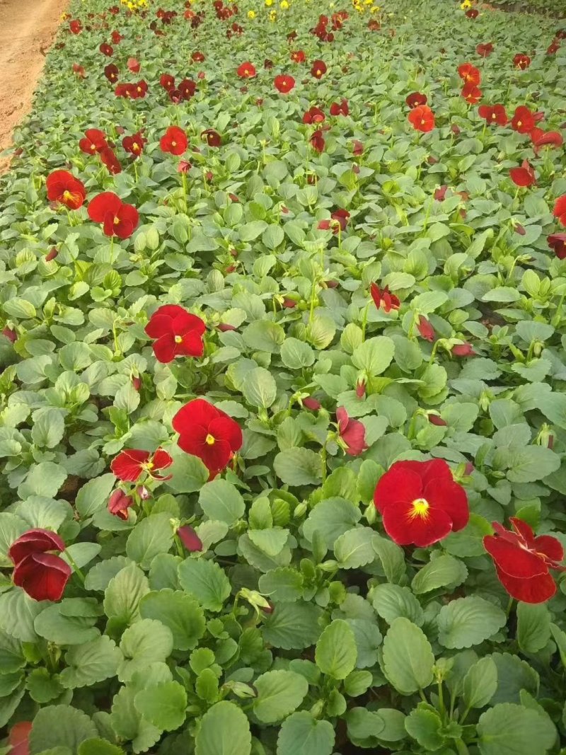 三色堇基地种植绿化工程用苗花海打造营养杯双色盆多规格