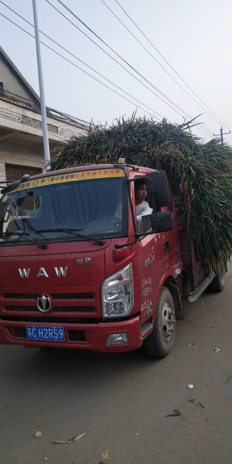 山东长白章丘大葱纯白40到60左右产地直供货大量质量好