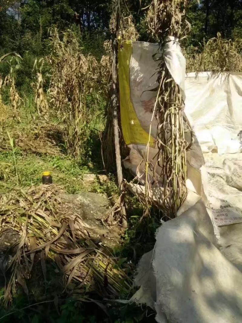 谷类作物