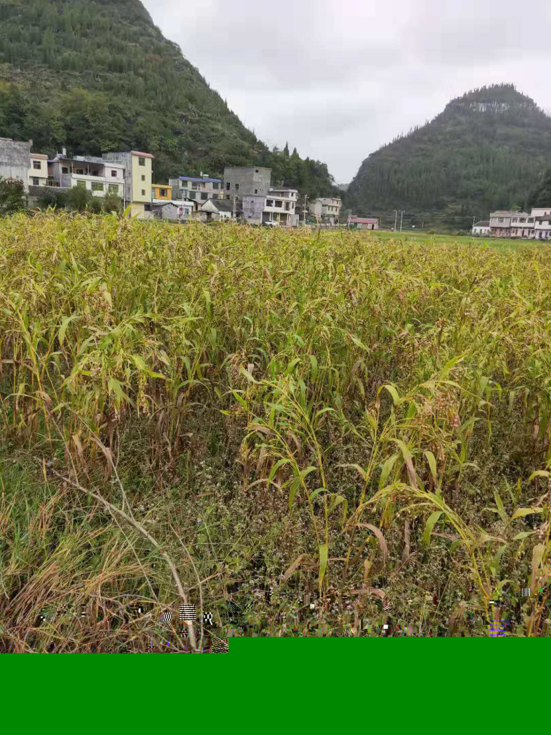 谷类作物