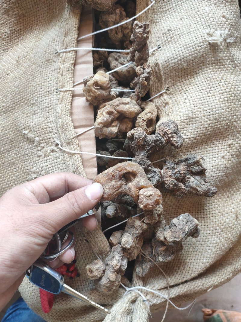 黄精