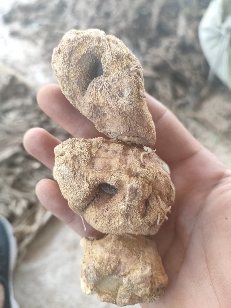 黄精