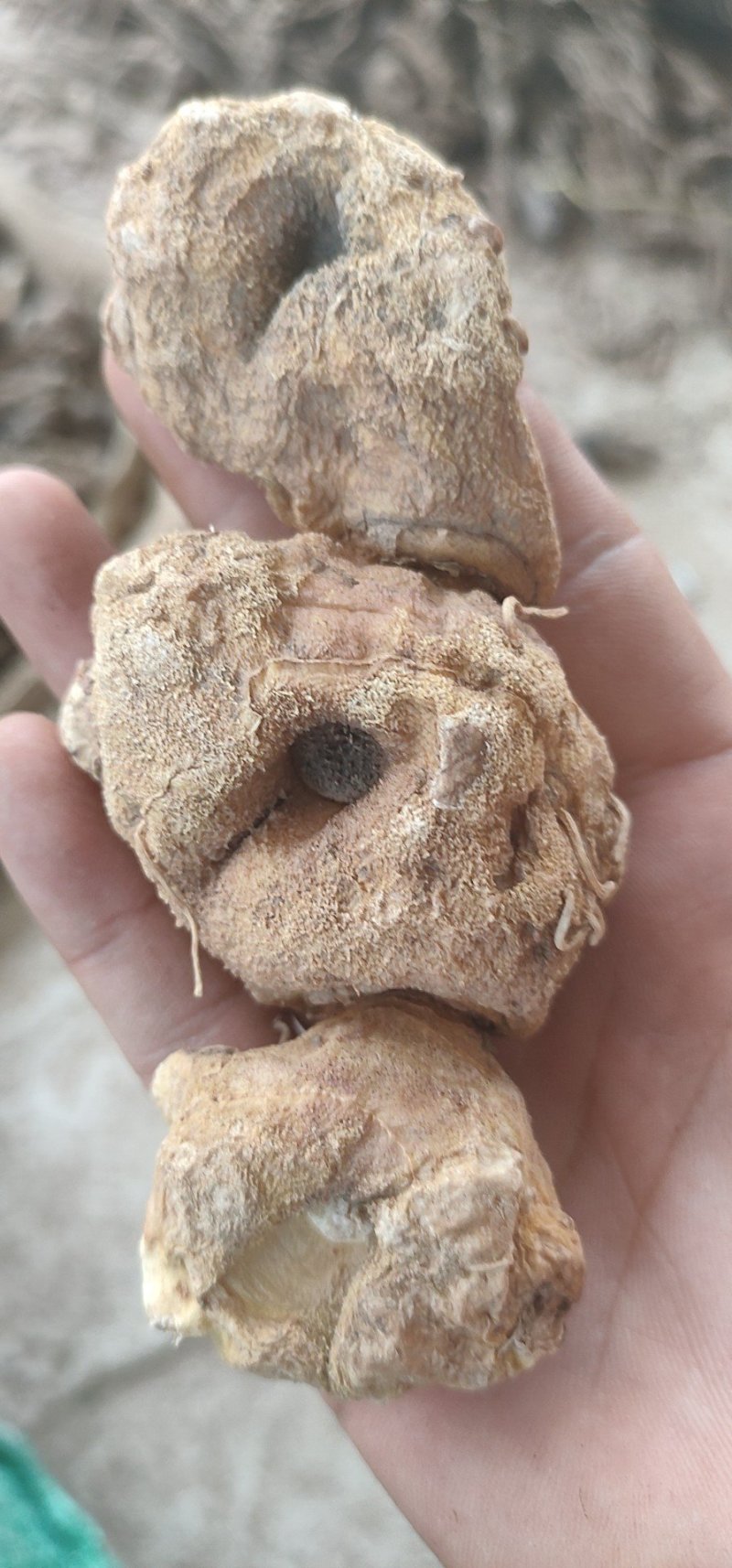 黄精
