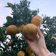 高山椪柑橘大量上市啦