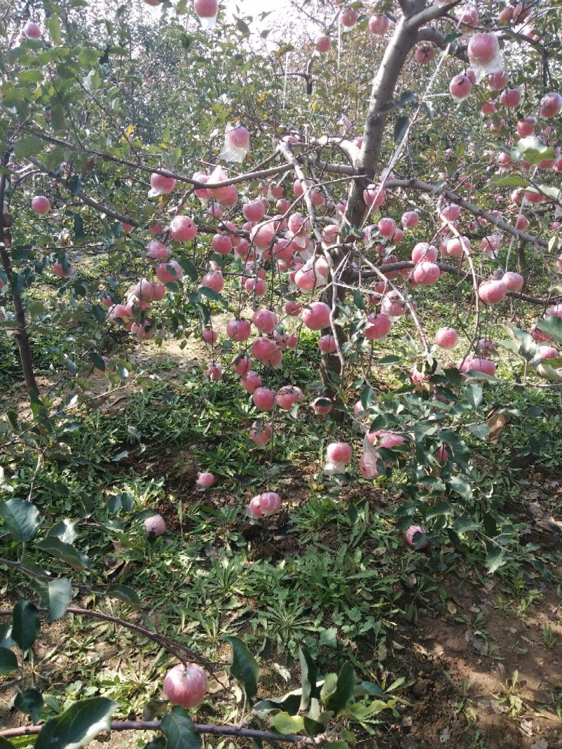 纸加膜水晶冰糖心苹果一件代发
