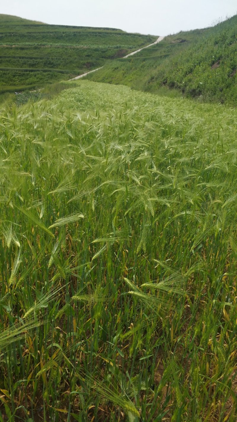 纯菜籽油（青海）