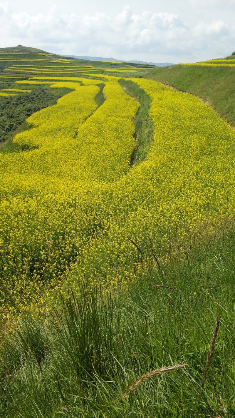 纯菜籽油（青海）