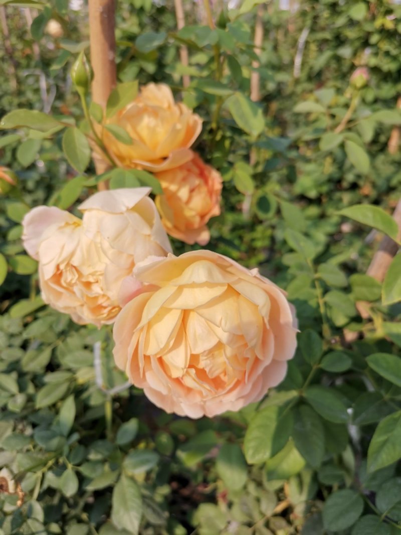 南阳藤本月季各种造型花瓶/花墙/花柱/花球/各种动物造型