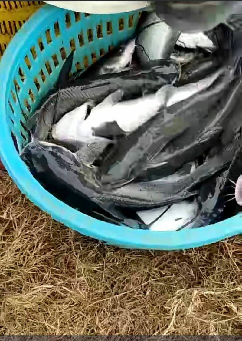 大量出售叉尾鮰